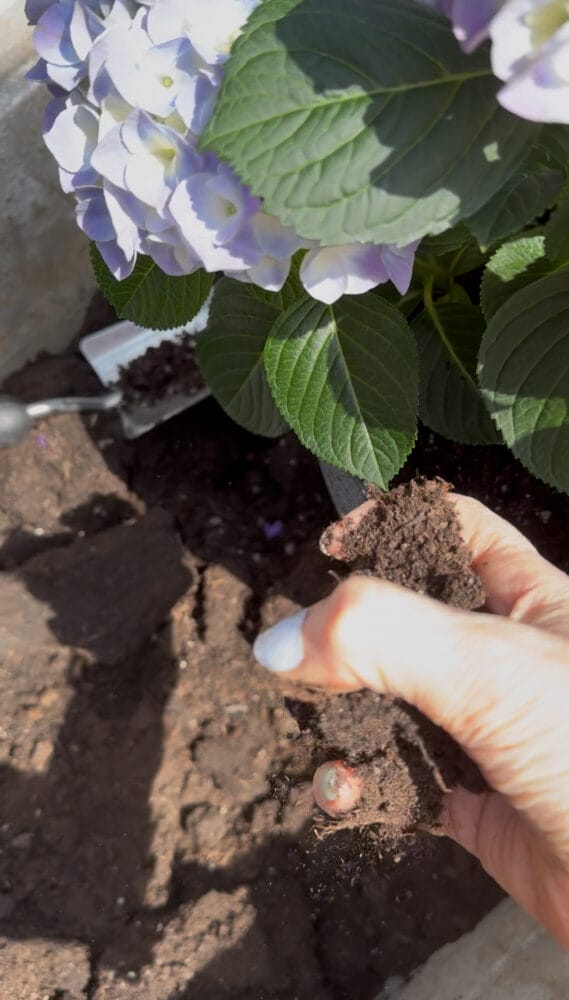 Gartenarbeit und schöne Nägel: Warum das funktioniert